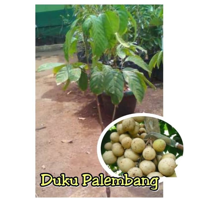 DUKU PALEMBANG