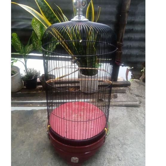 tangkringan kolibri/konin sangkar LB "LB.26Au22ғ"