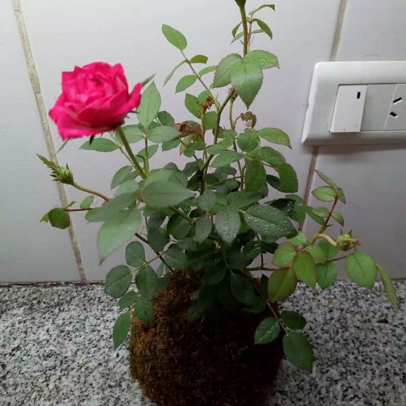 TANAMAN HIAS KOKEDAMA BUNGA ROSE MAWAR PINK COD PROMO SUPER