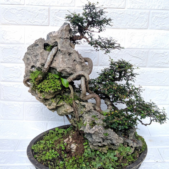 bonsai ulmus mikro