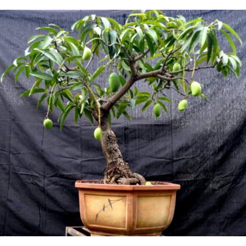 biji benih bibit buah bonsai mangga  Shopee Indonesia