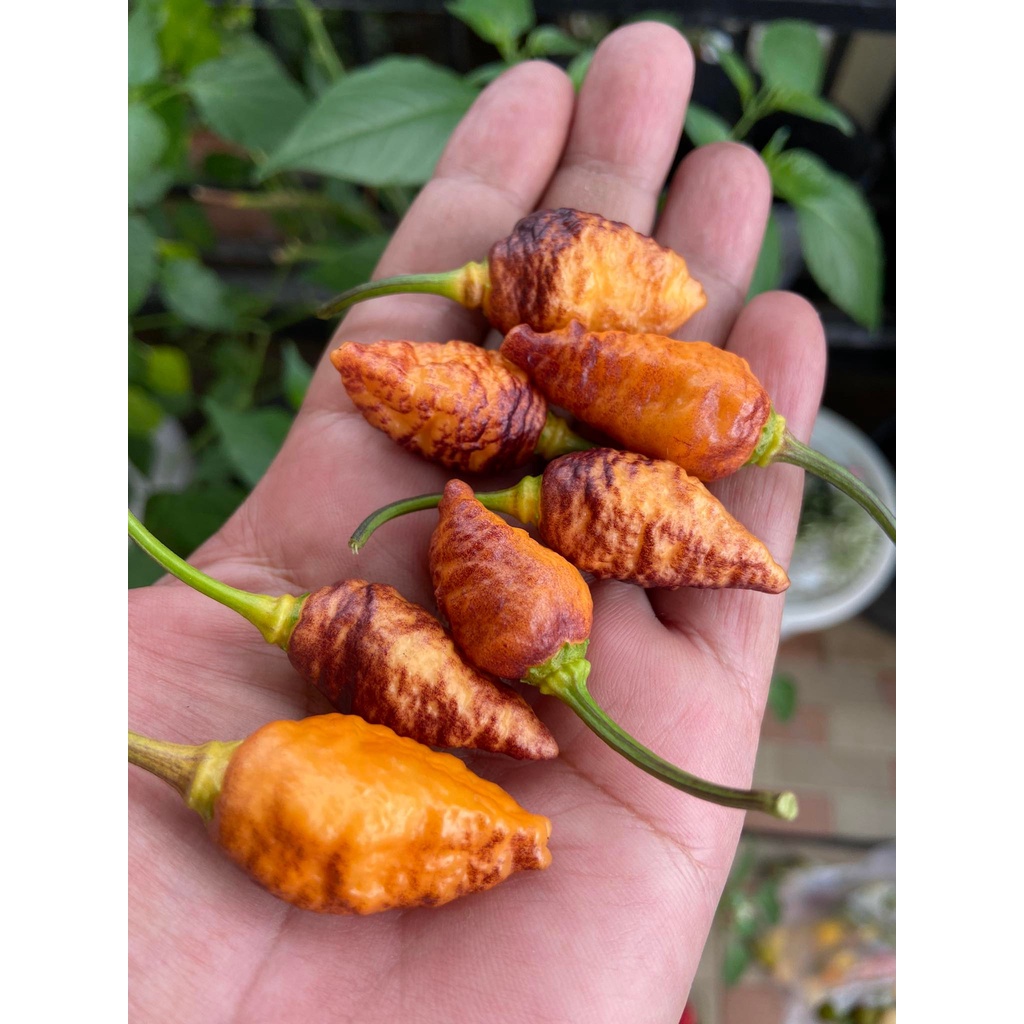 Benih Bibit Biji - Cabai Hallow's Eve Chunky Pepper Cabe Super Pedas Seeds