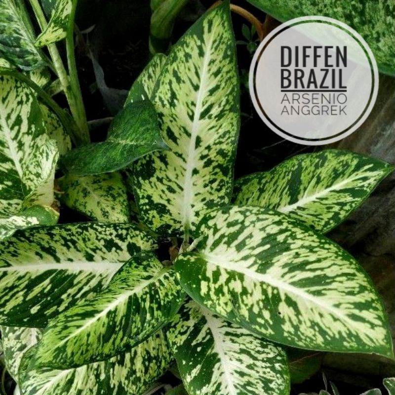 Aglonema Diffen Brazil / diven brazil