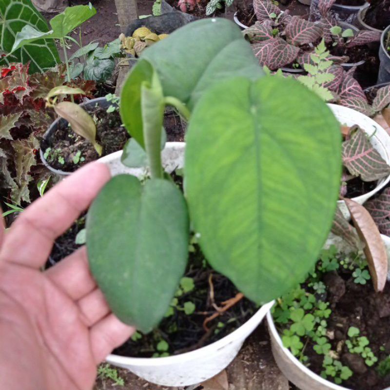 syngonium chiapense