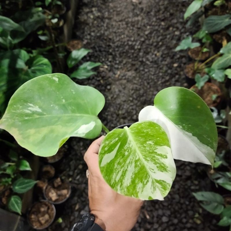 monstera albo variegata / monvar albo