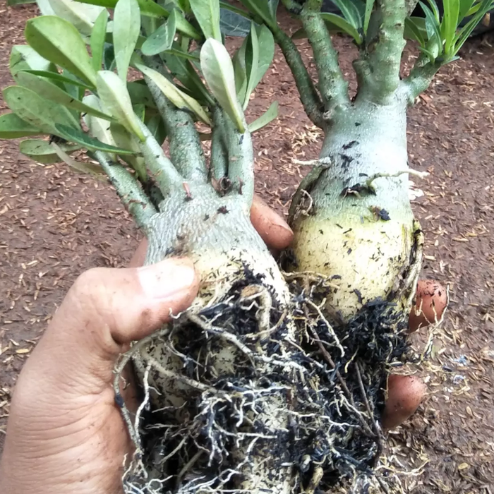 promo bibit tanaman bunga adenium bonggol besar bahan bonsai kamboja jepang