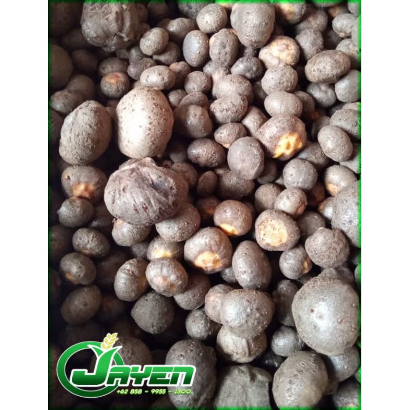 TERMURAH BIBIT KATAK PORANG KATAK SUPER 1KG
