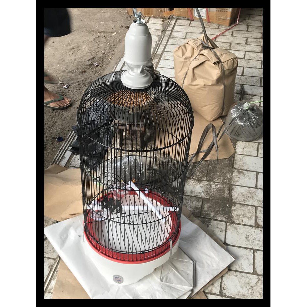 Dijual Sangkar Kandang Lovebird Tebok Ebod