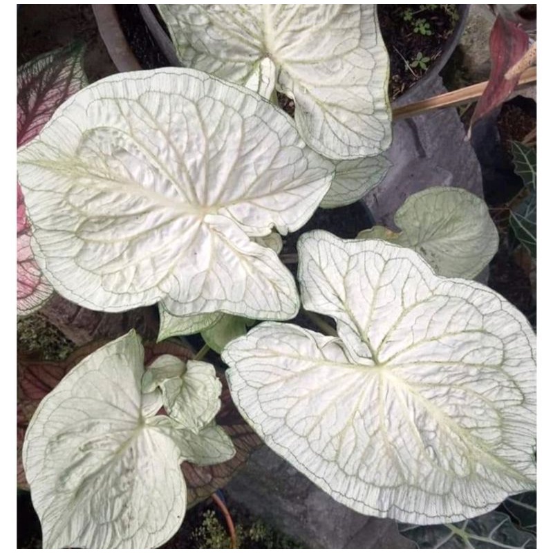 Umbi Caladium white jaguar - keladi hias Hybrid Import