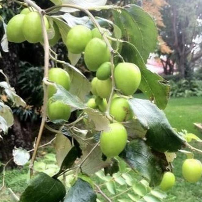 R12 BIBIT TANAMAN BUAH APEL INDIA / PUTSA BIBIT TANAMAN RO*