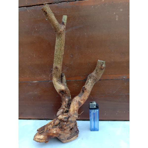 Bahan bonsai lantana/trembelekan bunga ungu subur berkarakter.