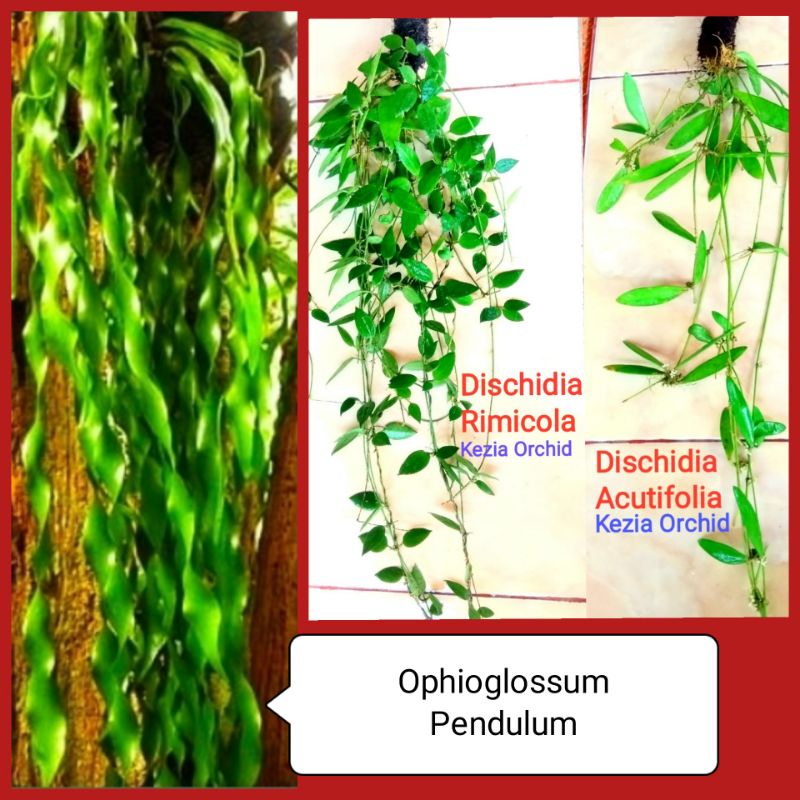 Tanaman Hias Gantung Ophioglossum Pendulum ; Hoya Dischidia Rimicola ; Dischidia Acutifolia ; Discid