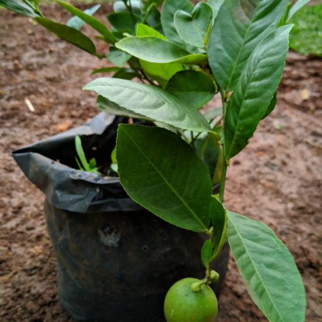 Bibit pohon jeruk nipis siap berbuah - pohon jeruk nipis -tanaman jeruk nipis