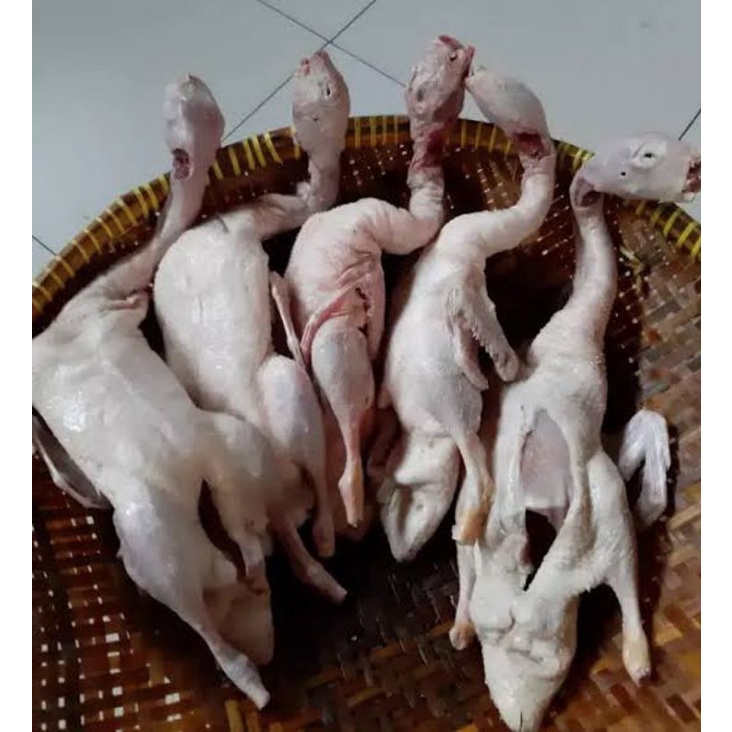 

Bebek Potong Lokal perk Ekor