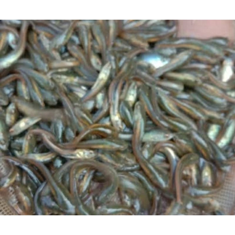 bibit ikan gabus (2-3cm) MURAH