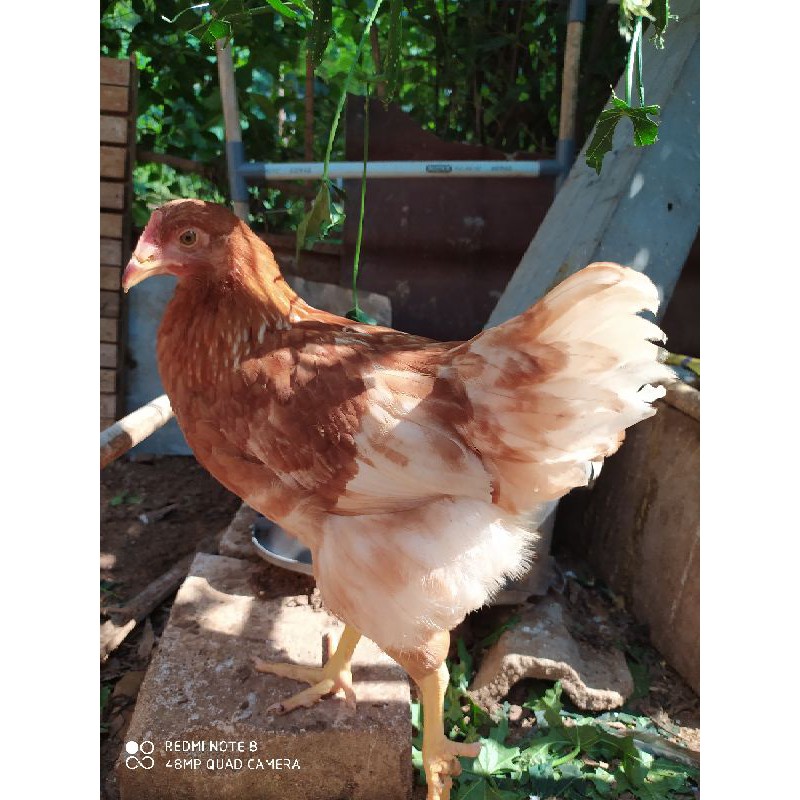 Ayam Petelur Usia Pullet 89 Hari