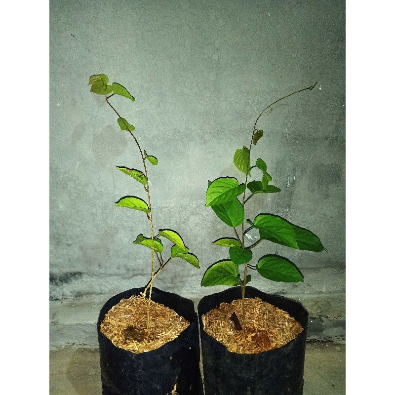 porana volubilis || penghasil nektar || tanaman klanceng || vegetasi lebah