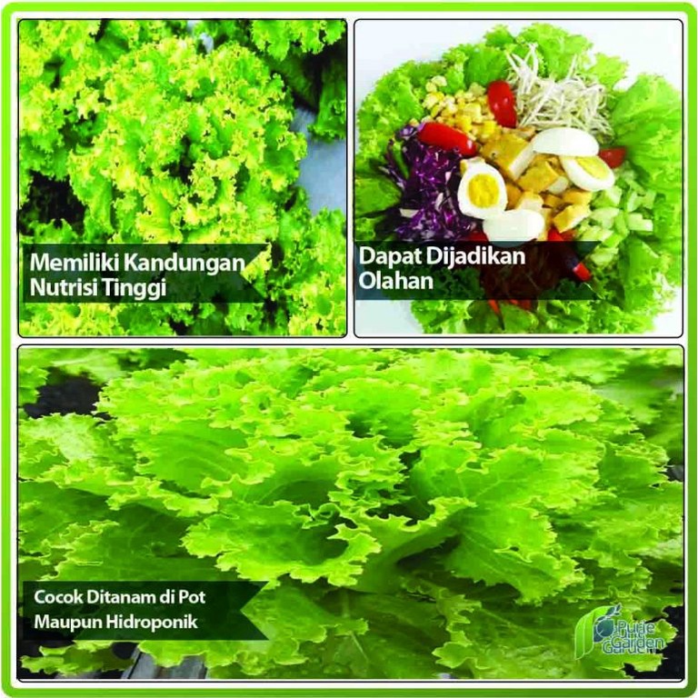 Paket Berkebun Sayuran Urban Farming Purie Garden PG SBY