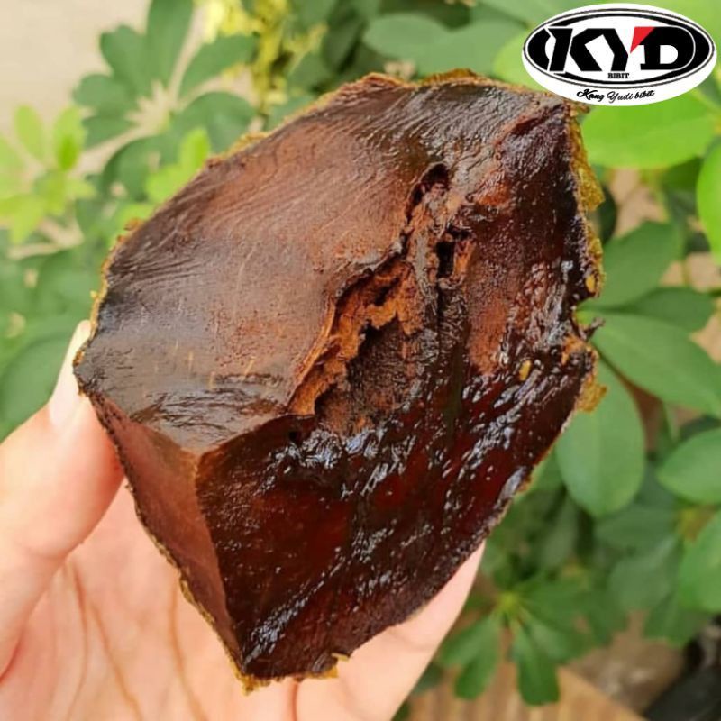 bibit black sapote non biji/giant black sapote