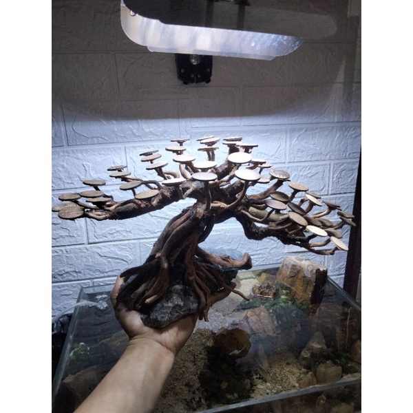 BONSAI AQUASCAPE BERINGIN || HARDSCAPE BONSAI AQUASCAPE BERINGIN