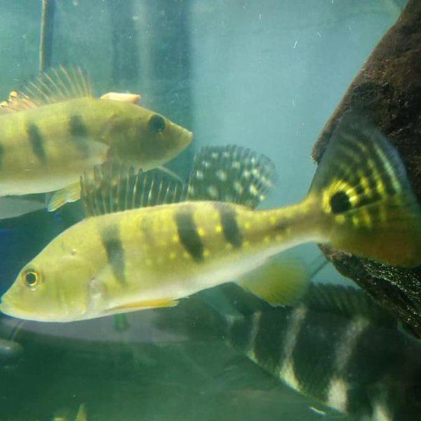 ikan pbass kalberi
