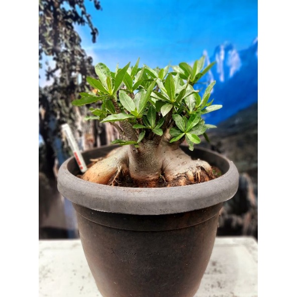 Adenium Godji  x MKMK (Muangkong Marokot)