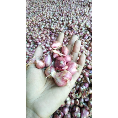 

Bawang Merah Thailand
