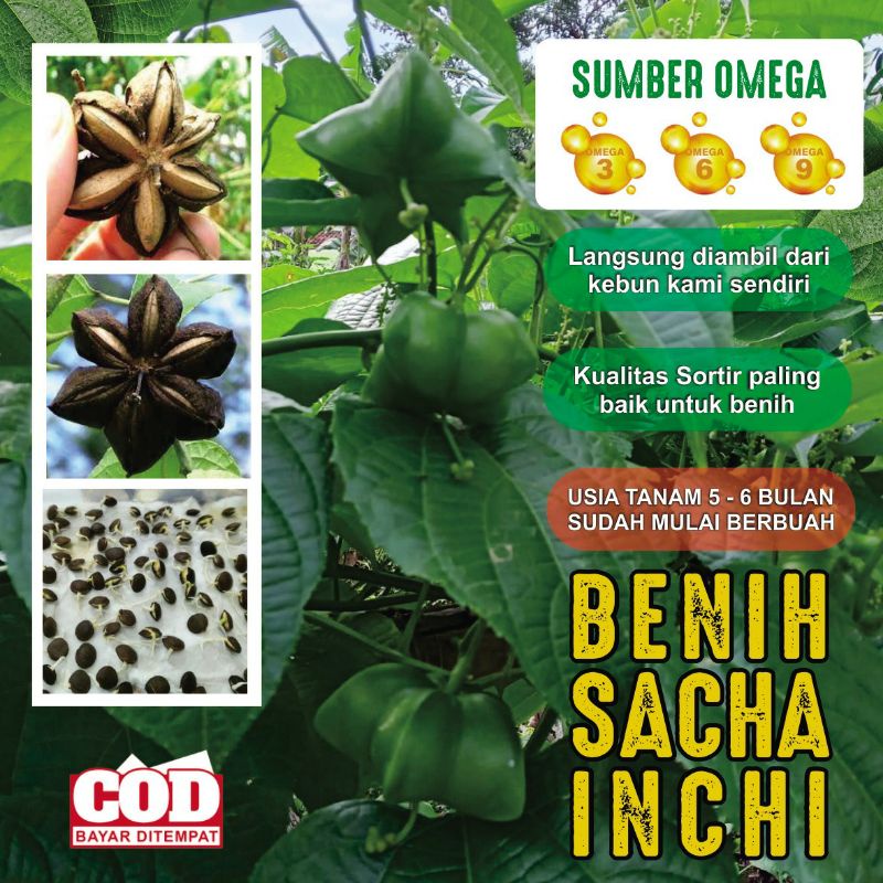 Jual Benih /Bibit Kacang SACHA INCHI Organik Pilihan | Shopee Indonesia