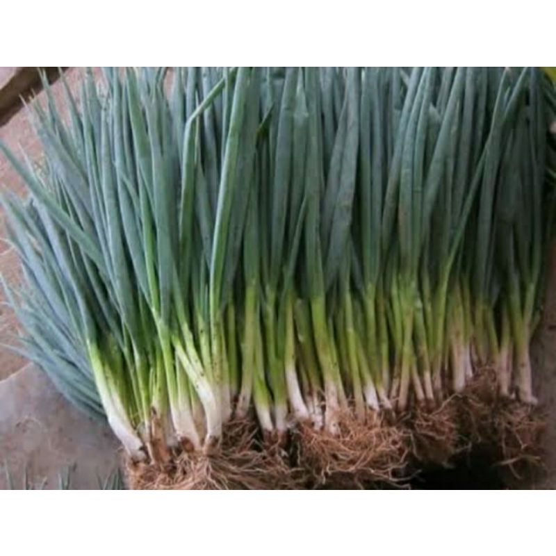 

daun bawang
