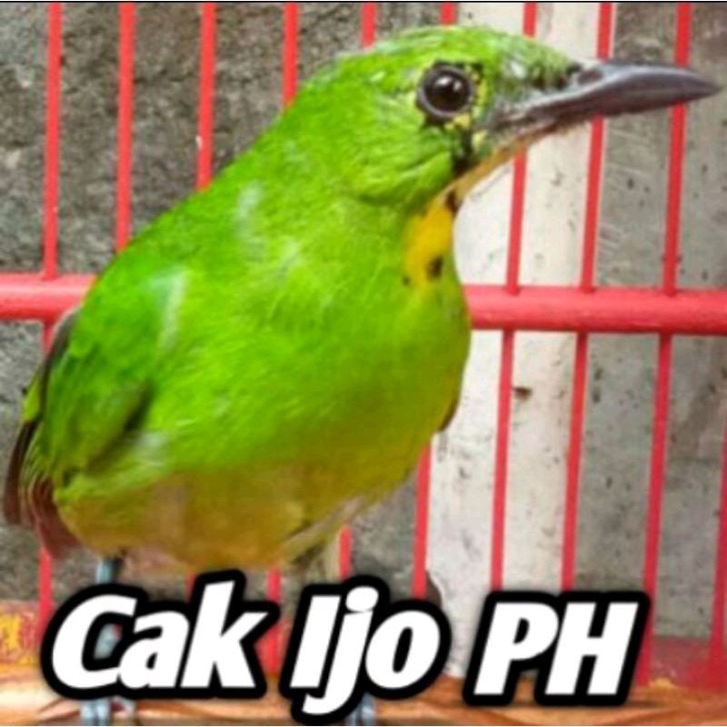 Jual BURUNG CUCAK IJO PH BODY BIG | Shopee Indonesia