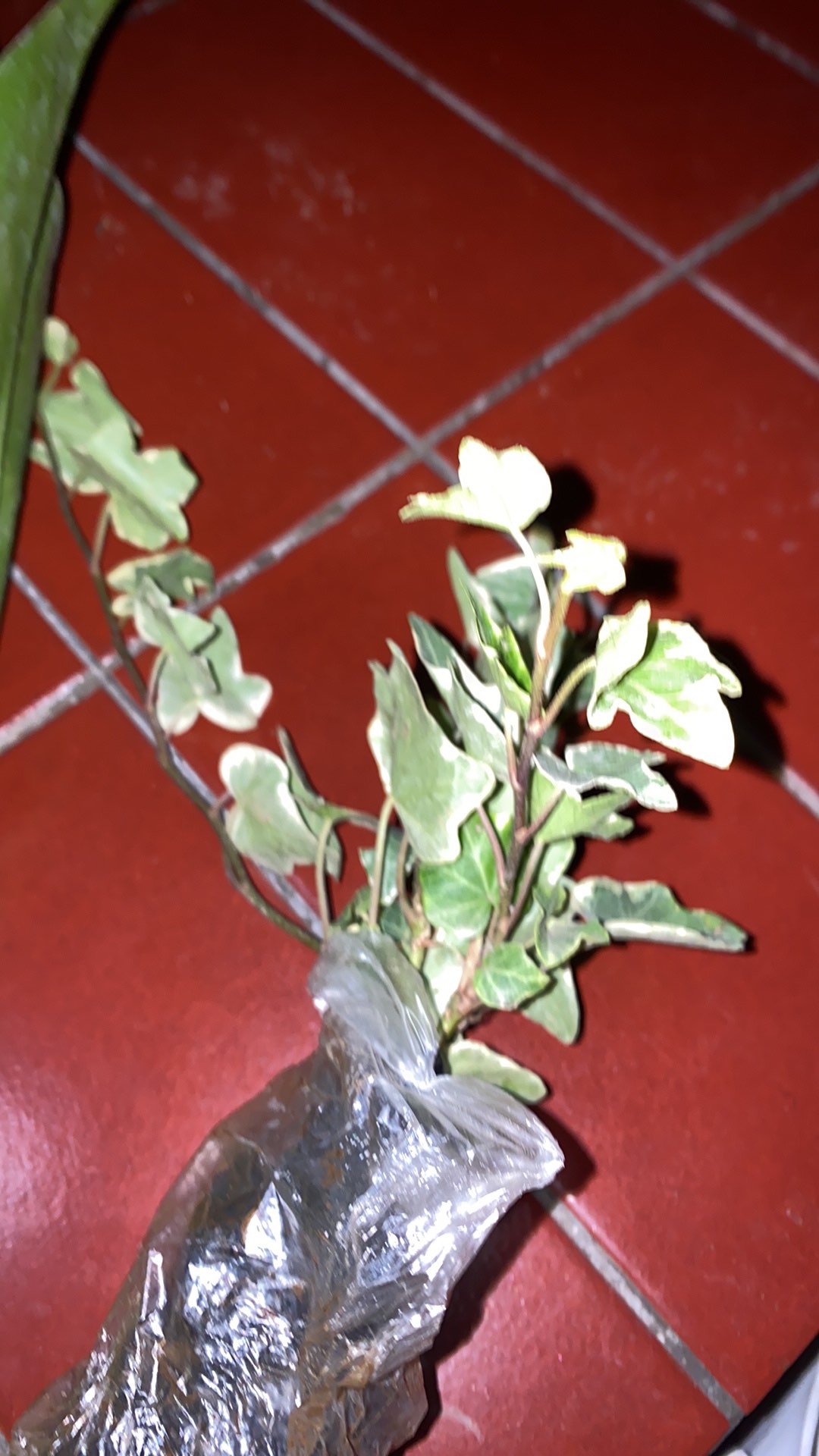 Tanaman Hias Gantung Ivy Variegata