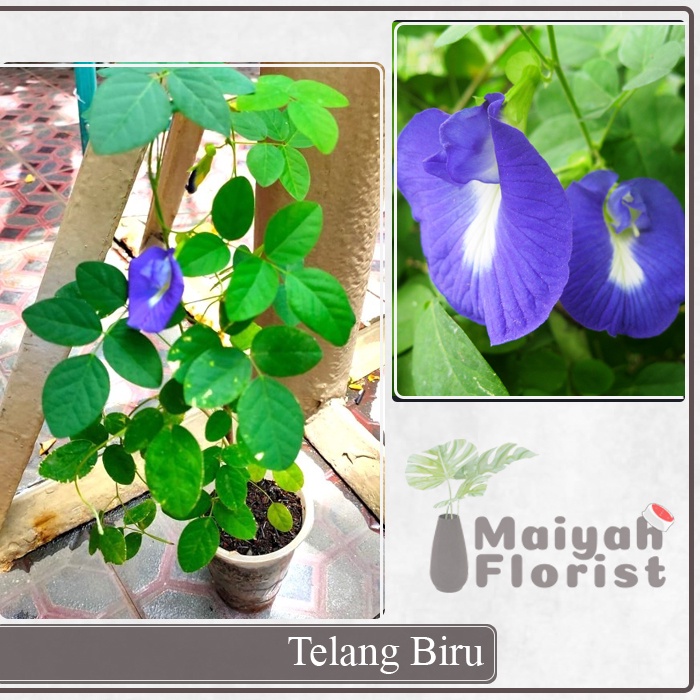 Telang Biru - Tanaman Herbal