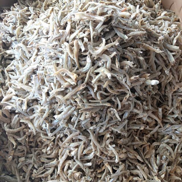 

Teri buntio standart