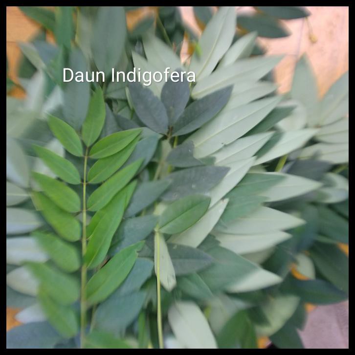 

Daun Indigofera Segar
