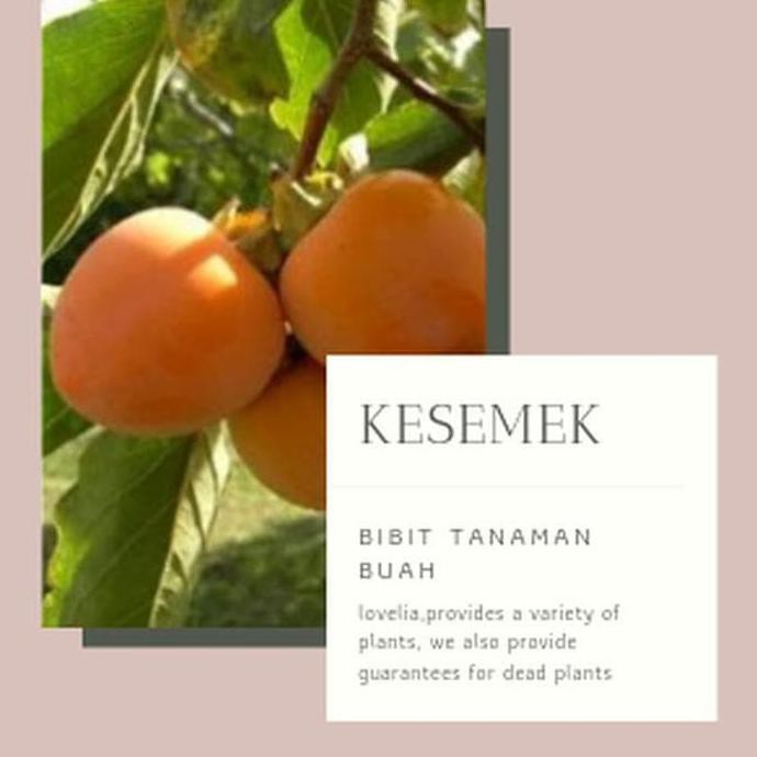 A+ BIBIT TANAMAN BUAH KESEMEK 40CM KW1 BIG SALE.