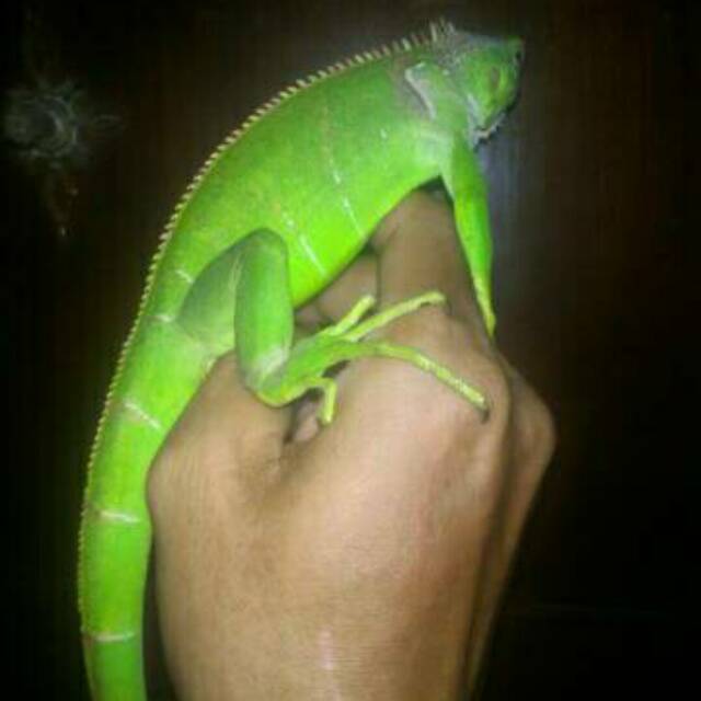 Green iguana panjang 50cm