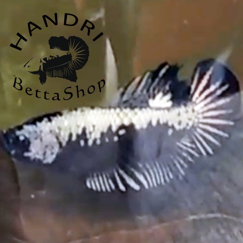 cupang black samurai