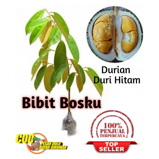 Bibit Durian Duri Hitam (Asli)