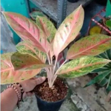 aglonema big roy rimbun/big roy berkwalitas / pusat aglonema