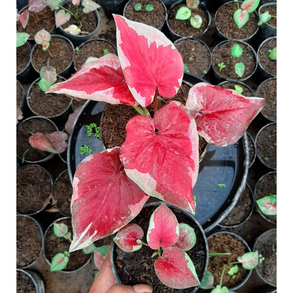Umbi Caladium Dwi warna - keladi hias hybrid import thailand