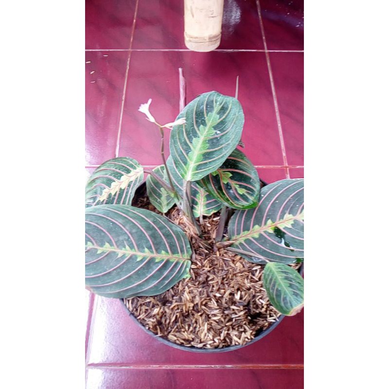 calatea / marantah kepiting