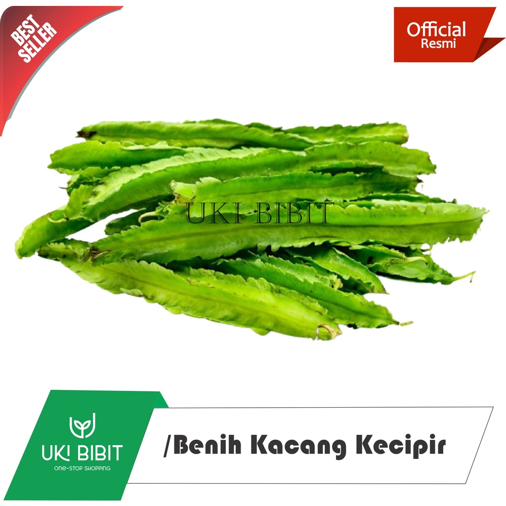 ( 10 Gram ) Benih Biji Sayuran Kecipir Lalap | Kecipir Sayur | Kecipir Hijau