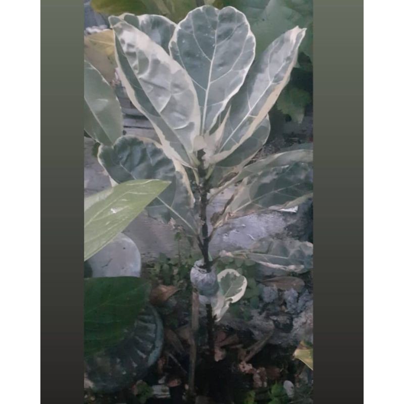 biola ketapang varigata langka