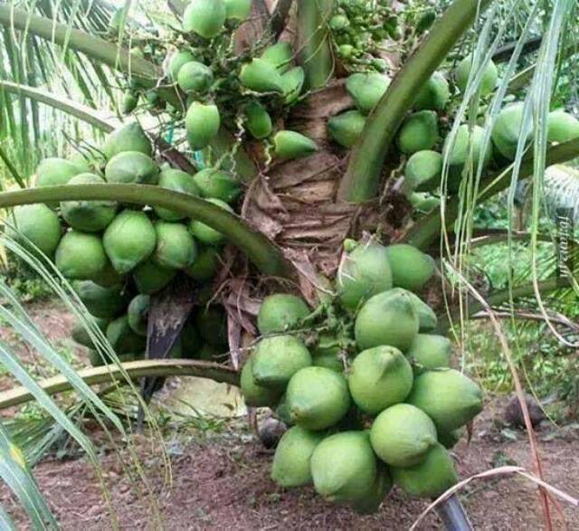 Bibit Kelapa Pandan Wangi Premium