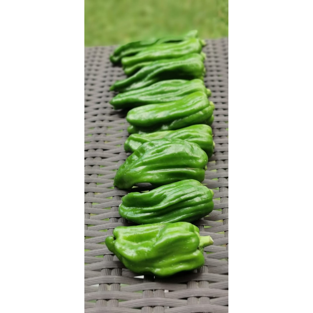 

Piman / Pieman / Japanese Pepper / Paprika Jepang Organik 250gr