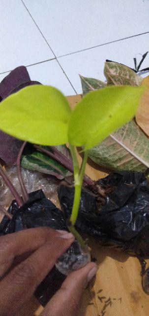 Tanaman Gantung Srigading Lemon | Srigading Love| Pohon Srigading