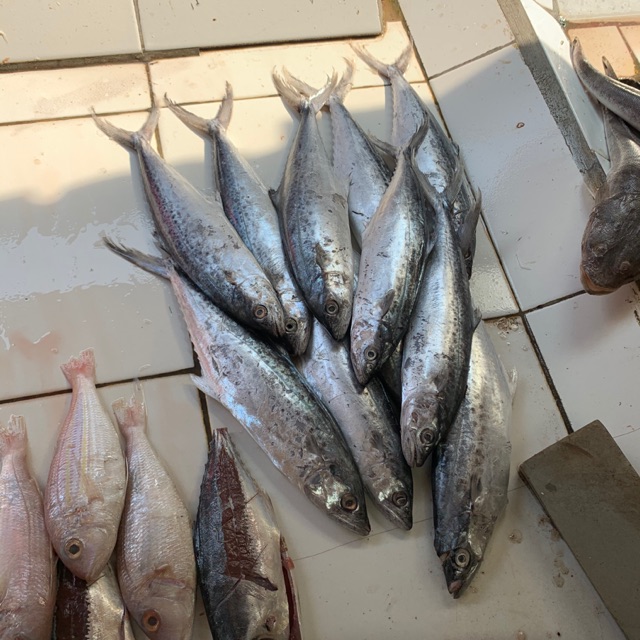 

Ikan tenggiri 1kg