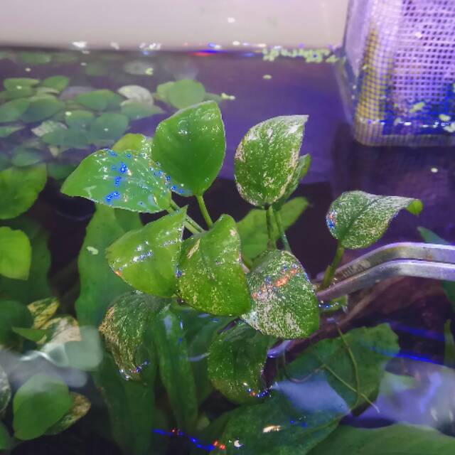Anubias pinto