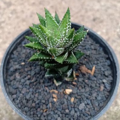 Haworthia hybrid reinwardtii