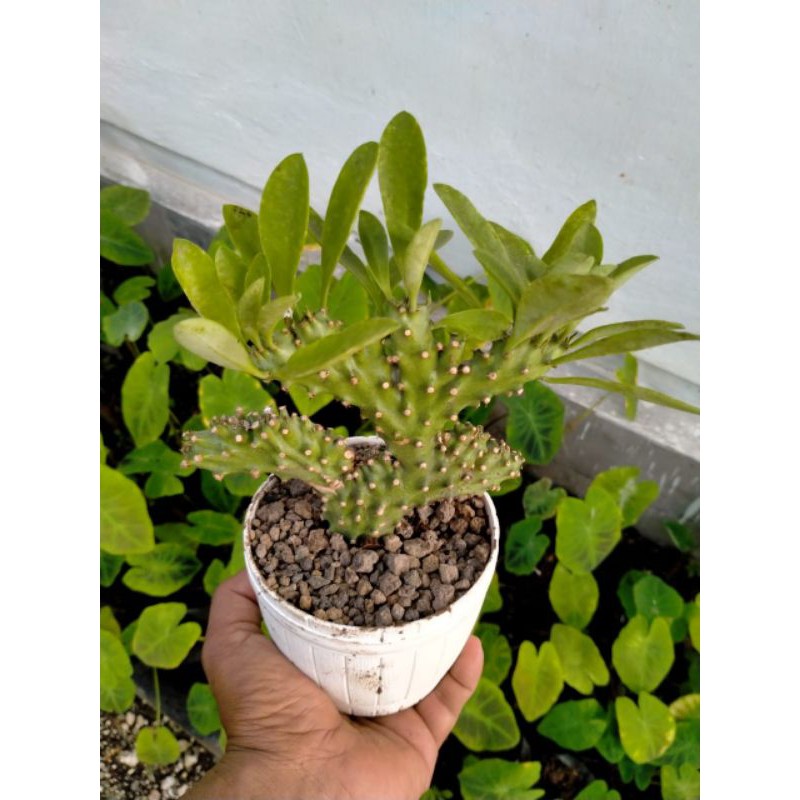 euphorbia nerifolia cristata